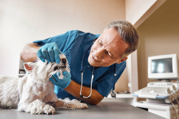 Best Emergency Gum Treatment in Whitesboro, TX